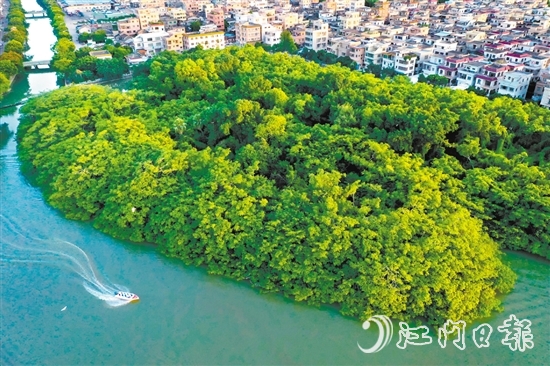 新會區(qū)加快水經(jīng)濟(jì)試點建設(shè)，推進(jìn)小鳥天堂濕地周邊水系及基礎(chǔ)設(shè)施提升工程，打造綠色水經(jīng)濟(jì)“新會樣板”。