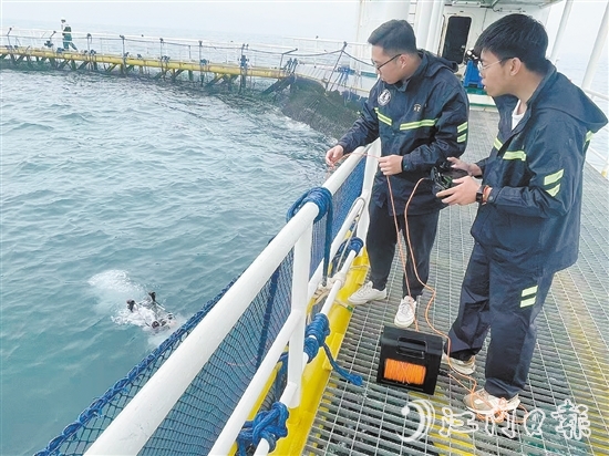 臺(tái)山海洋發(fā)展集團(tuán)有限公司工作人員在“臺(tái)山1號(hào)”投放潛水機(jī)器人，勘察水下養(yǎng)殖情況。