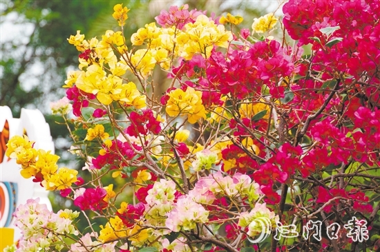 東湖公園種植了多個(gè)簕杜鵑品種。