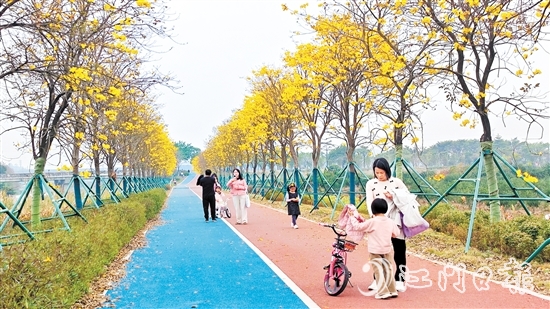 新會英洲海碧道兩旁的黃花風鈴吸引了不少市民和游客。