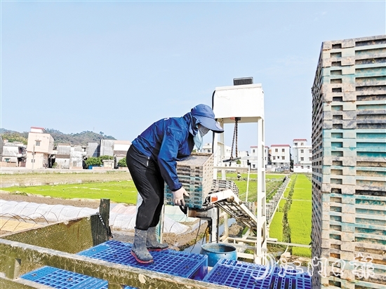 工人正在回收秧盤，準備培育下一批秧苗。