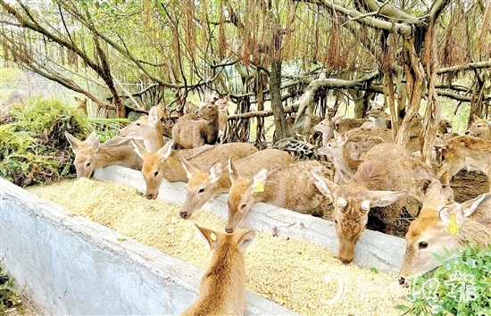 位于雅瑤鎮(zhèn)的棱壩梅花鹿生態(tài)農(nóng)場內(nèi)，百鹿呦鳴。