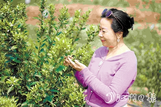 周詠蓮在柑果園中查看柑花生長情況。