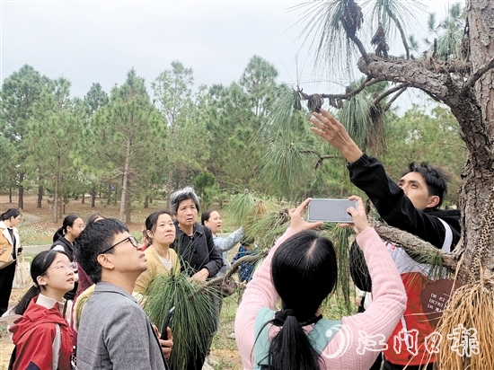 志愿者向大家講解松樹的生長特性和授粉過程。 志愿者向大家講解松樹的生長特性和授粉過程。