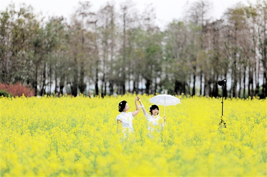 江海區(qū)都市農(nóng)業(yè)生態(tài)公園的油菜花?如金色的海洋。
