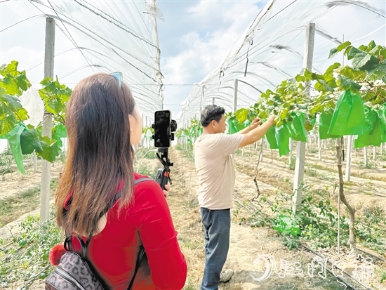 專業(yè)主播手持手機(jī)在農(nóng)場直播帶貨。