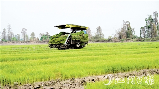 插秧機(jī)在農(nóng)田來回穿梭，運(yùn)送秧苗。