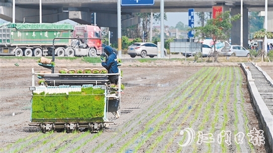 隨著機(jī)器開動，秧苗按照設(shè)定好的間距和深度被整齊地插進(jìn)田間。