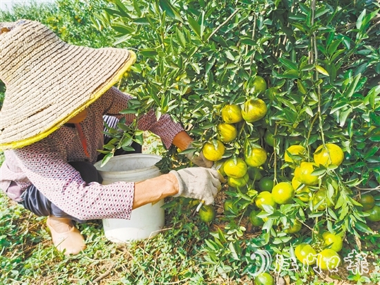 新會著力推動實現(xiàn)新會陳皮從田頭采收到市場全閉環(huán)溯源管理。