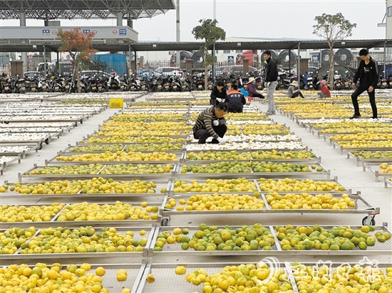 陳皮產(chǎn)業(yè)是新會深入實施“百千萬工程”和全面推進鄉(xiāng)村振興的重要支撐，已成為全國富民興村產(chǎn)業(yè)標桿。