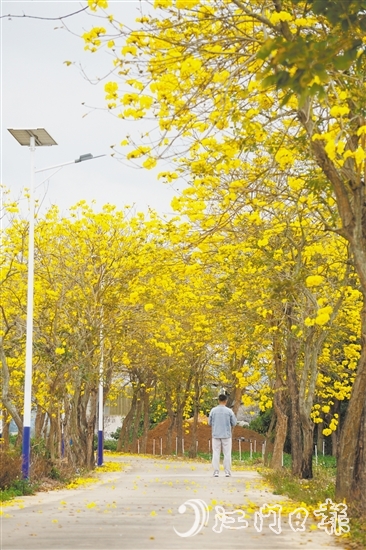 1.“四好農(nóng)村路”風鈴大道 1.“四好農(nóng)村路”風鈴大道