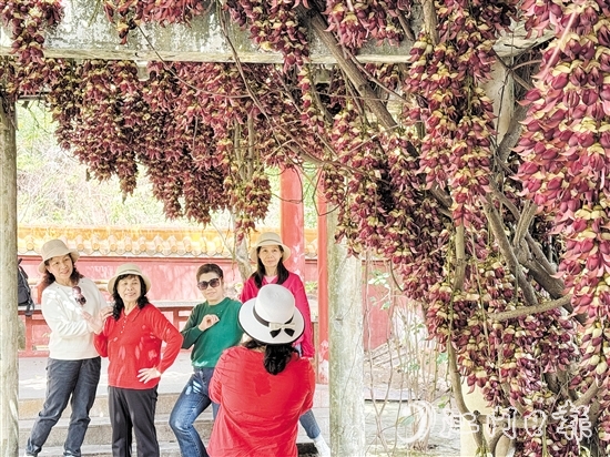 禾雀花在公坑寺盛放，吸引了眾多市民游客前來(lái)打卡。