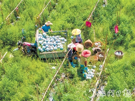 科技品牌雙輪驅(qū)動下，潭碧冬瓜打出了品牌效應(yīng)。