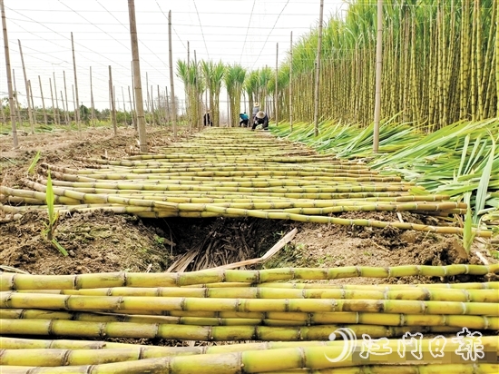 橋美村種植黃皮果蔗已有150多年歷史。