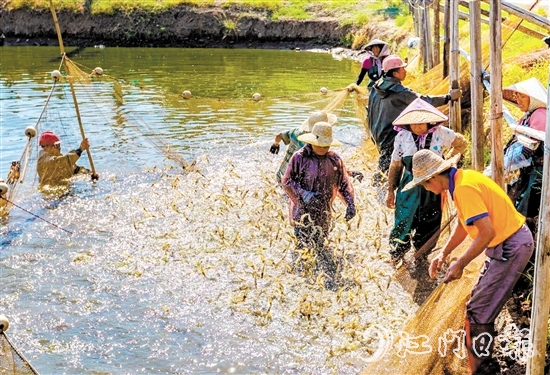 大鰲鎮(zhèn)著力實施“一只蝦”工程。