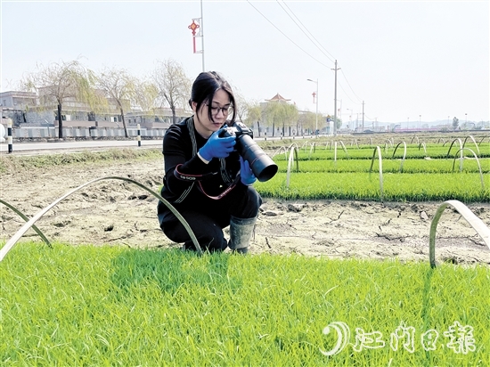 尹曉婷到田里查看秧苗成長(zhǎng)情況。