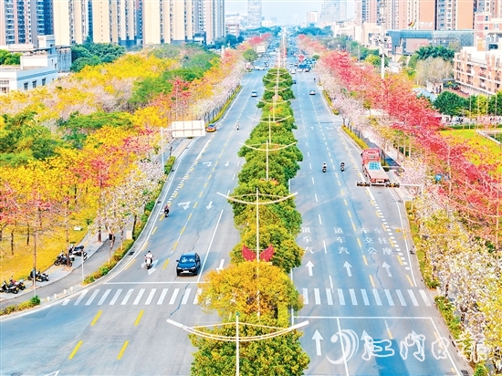 在無(wú)人機(jī)航拍鏡頭下，金甌路西延線綿延幾公里的花帶令人驚艷，宛如一幅流動(dòng)的繁花長(zhǎng)卷。劉瓊