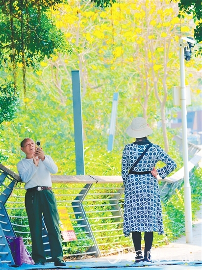 在有著70余年歷史的江門(mén)船廠遺址，黃花風(fēng)鈴木迎風(fēng)綻放，吸引眾多游客打卡拍照，仿佛讓人置身于“時(shí)空長(zhǎng)河”，隨手一拍，便是大片。陳嬋