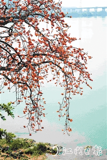 生長(zhǎng)在岸邊的古木棉樹(shù)上，紅棉層層疊疊，與碧綠的江水相映成趣。
