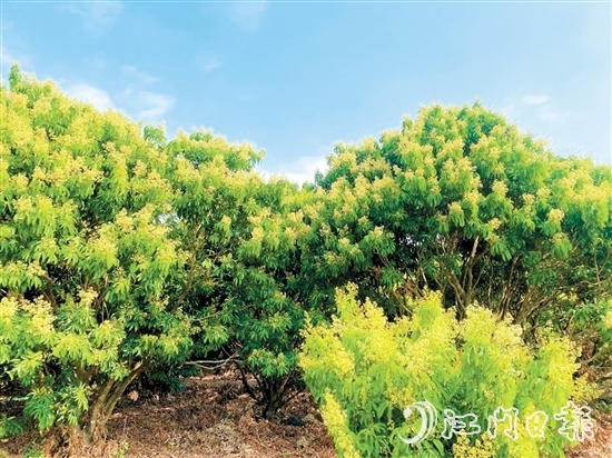 在北陡鎮(zhèn)荔枝林，淡黃的花穗綴滿枝頭。