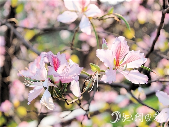 在沙坪河南岸濕地公園，宮粉紫荊燦爛綻放。