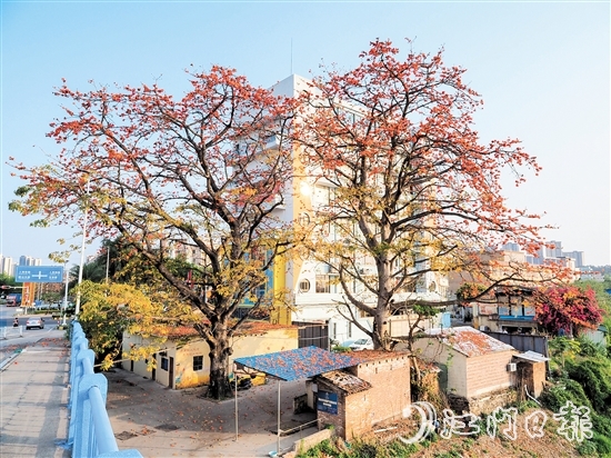 沙坪街道谷埠橋頭挺立著兩株高大的木棉花，花朵落下，為房屋和街道染上一片“英雄色”。
