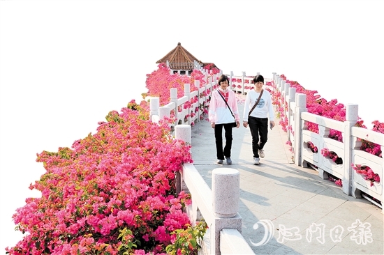 走進(jìn)沙坪街道北湖公園，在九曲橋兩側(cè)，怒放的三角梅形成一條“水上花廊”。