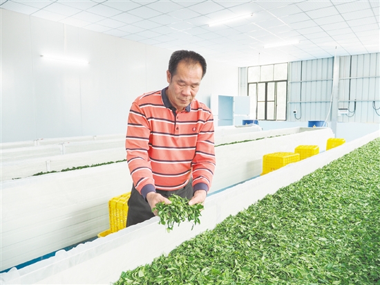 在鶴山市宅梧康茗種養(yǎng)專業(yè)合作社的標(biāo)準(zhǔn)化茶葉加工車間里，余國強在萎凋間翻動茶青。