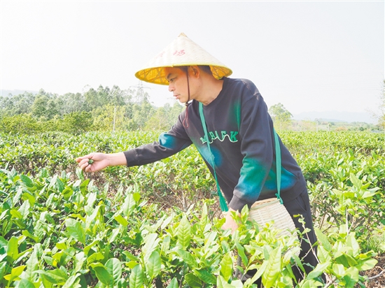 莫華振在茶園里采摘春茶，經(jīng)過數(shù)年培育，今年茶園迎來豐收。