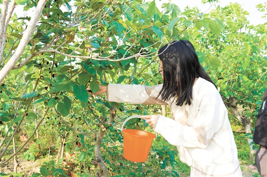 游客在采摘桑葚。