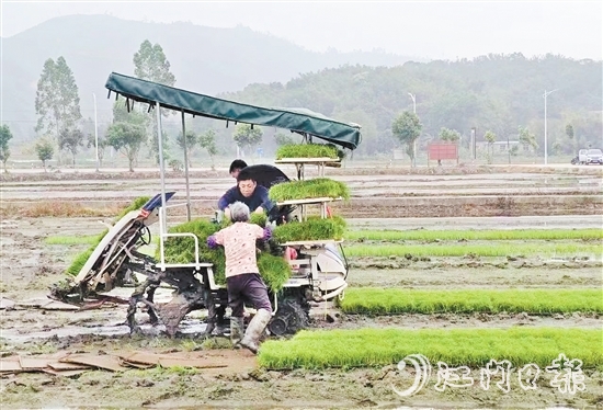 試驗(yàn)基地在開展鹽堿地改造、耐鹽堿水稻試驗(yàn)的同時(shí)，帶動(dòng)周邊農(nóng)戶參與，讓村民實(shí)現(xiàn)“家門口”就業(yè)。
