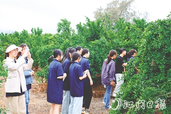 港澳學(xué)子們在沙湖鎮(zhèn)和平村的茶枝柑種植基地深入了解恩平茶枝柑產(chǎn)業(yè)的發(fā)展現(xiàn)狀。