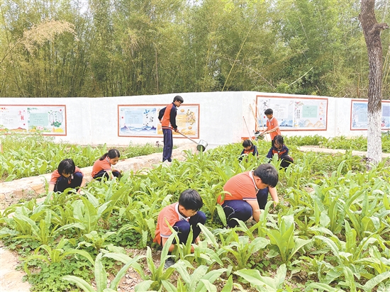 在大田鎮(zhèn)中心小學(xué)的種子園，師生們一起除草、澆水、采摘蔬菜，忙得不亦樂乎。