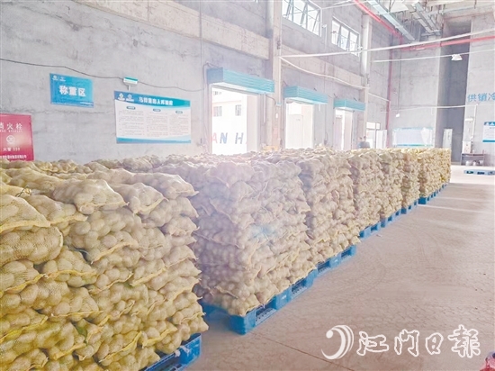 得益于廣東供銷（恩平）天業(yè)冷鏈物流產(chǎn)業(yè)園，已收獲的馬鈴薯得到較好的存放，還可以根據(jù)市場變化錯峰出售，爭取更好的價格。