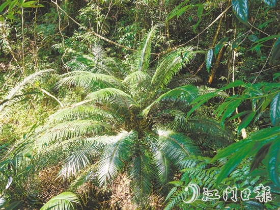 七星坑保護(hù)區(qū)內(nèi)首次發(fā)現(xiàn)國(guó)家一級(jí)保護(hù)植物——仙湖蘇鐵。