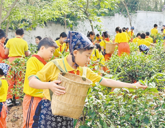 學(xué)生們手持竹簍，穿梭于翠綠茶壟間，嚴(yán)格按照“一芽一葉”的標(biāo)準(zhǔn)采摘茶青。