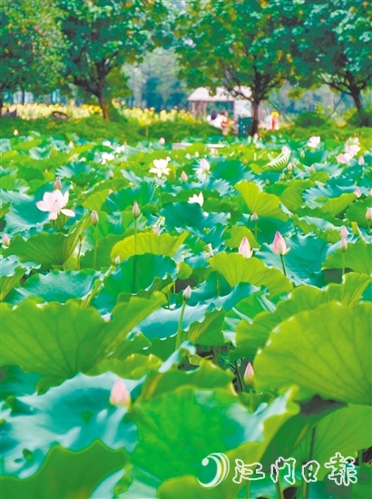 江海都市農(nóng)業(yè)生態(tài)園荷花悄然綻放，預(yù)計(jì)端午前后進(jìn)入盛花期。龔靜