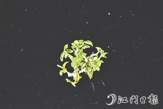 金線蘭全草均可入藥，曾被譽為“藥中之王”。