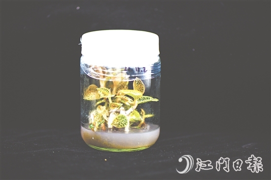 金線蘭全草均可入藥，曾被譽為“藥中之王”。