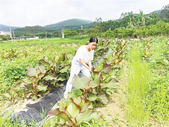 我市150多名像官利蘭這樣的第一書記，作為“生力軍”奮戰(zhàn)在“百千萬(wàn)工程”第一線。