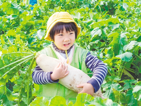 崖門甜水蘿卜肉質(zhì)細(xì)膩、清甜無渣。
