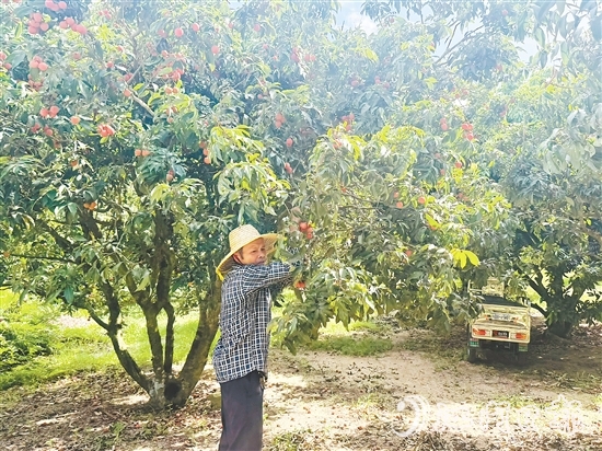北陡鎮(zhèn)部分品種的荔枝已上市。