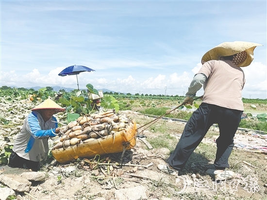 鐘亦平夫妻齊上陣，合力發(fā)展種植業(yè)。