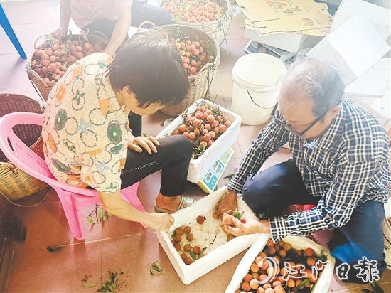 北陡鎮(zhèn)的果農(nóng)忙著將荔枝分揀裝箱。