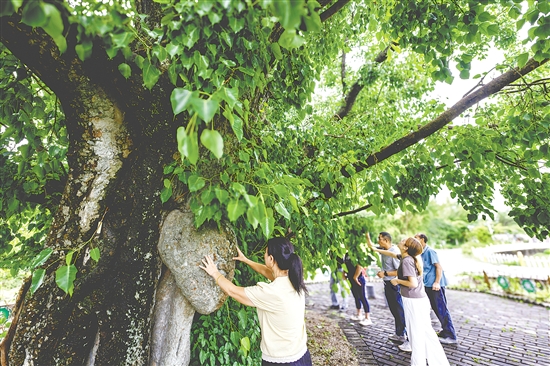 菩提古樹公園擁有一棵樹齡715年的菩提古樹。