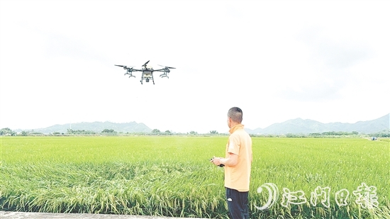 農(nóng)業(yè)技術(shù)人員利用大型植保無人機(jī)對農(nóng)田進(jìn)行補(bǔ)肥殺蟲。