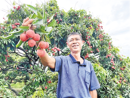 今年宅梧荔枝大豐收，總產(chǎn)量預計約250萬公斤。