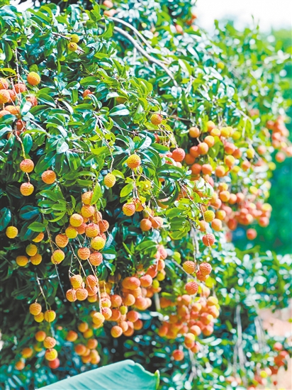 老荔枝樹掛滿了果實(shí)。
