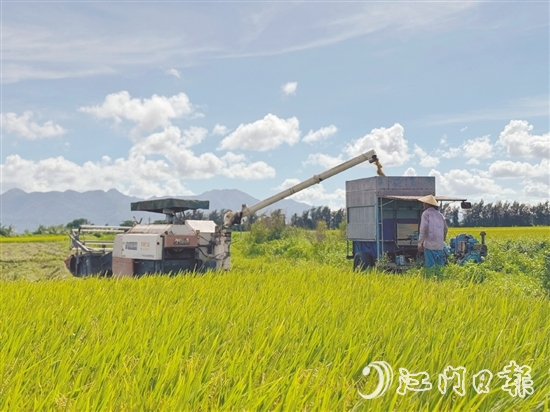 汶村鎮(zhèn)上萬畝稻田迎來豐收，大耕戶爭分奪秒搶收。