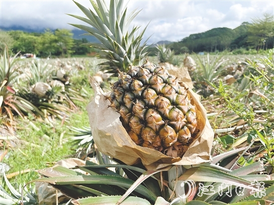 那吉鎮(zhèn)遠(yuǎn)離工業(yè)污染，山清水秀，雨水充沛，氣候溫暖，種出來(lái)的鳳梨品質(zhì)優(yōu)良。
